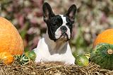 BOULEDOGUE FRANCAIS 1261